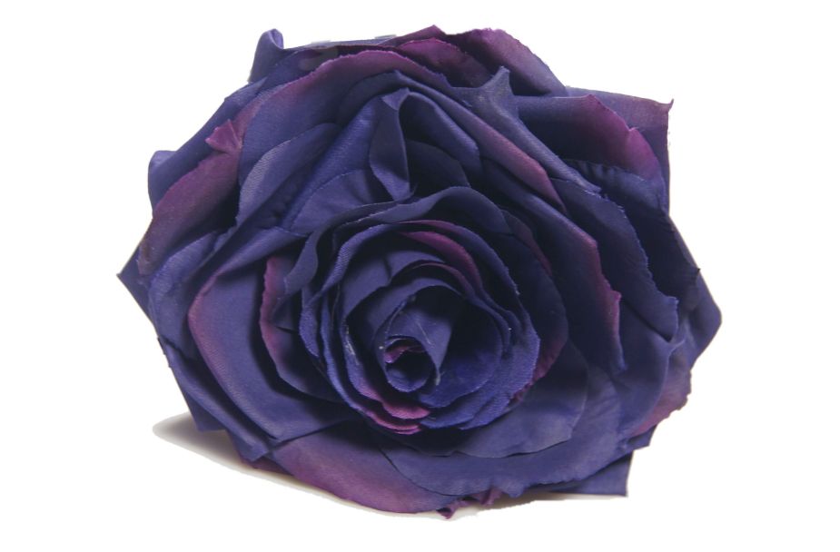 Róża ciemny fiolet wys. 47 cm