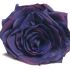 Róża ciemny fiolet wys. 47 cm