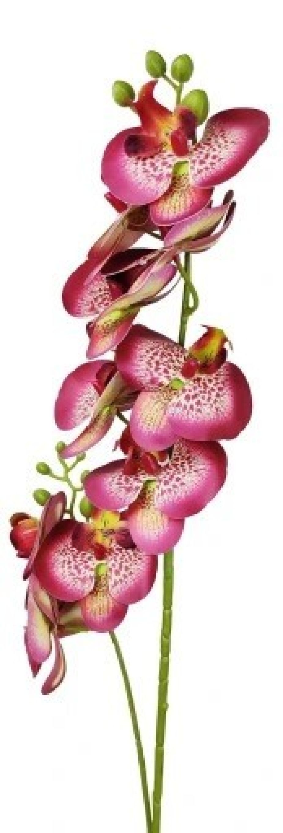 Storczyk/Orchidea amarantowy nakrapiany 85cm