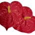 Kwiat wyrobowy - anturium czerwone