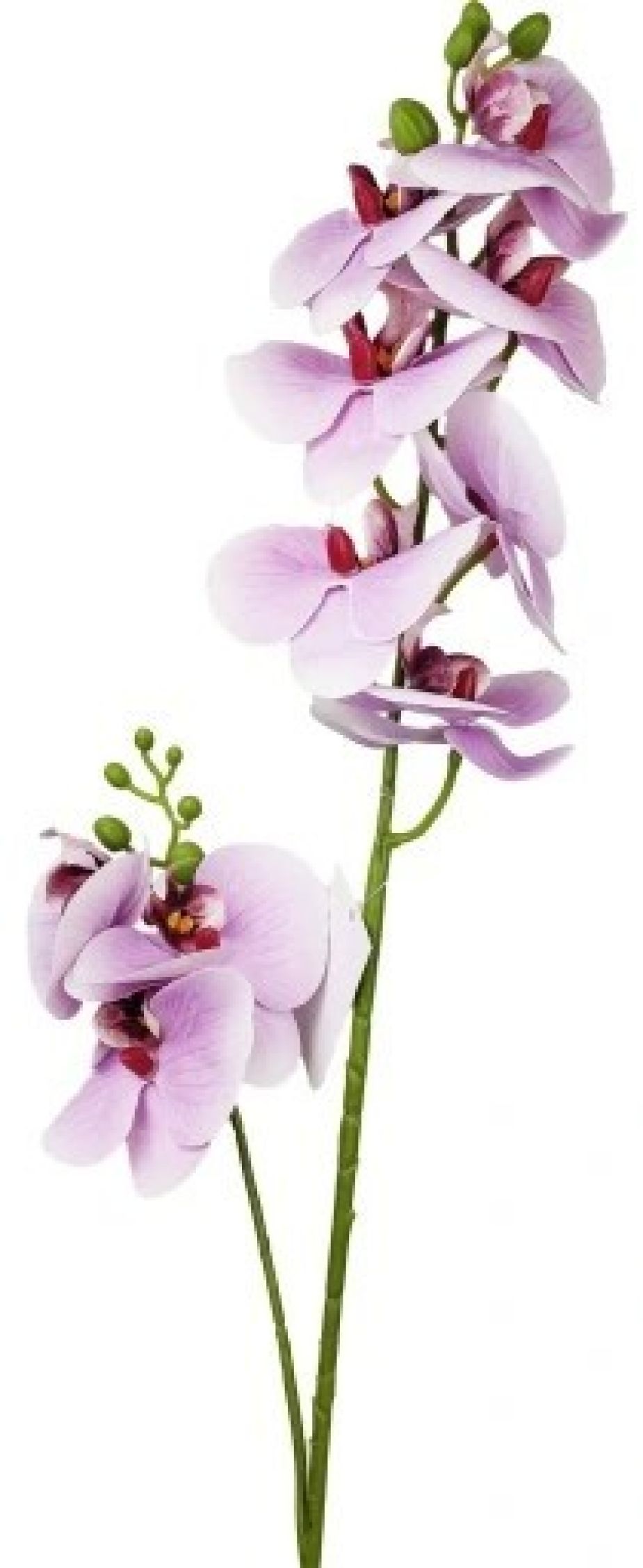 Storczyk/Orchidea jasnofioletowy 85 cm
