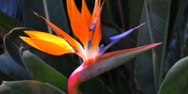 Strelicja, czyli „rajski ptak” w uprawie i kompozycjach kwiatowych