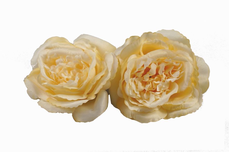 Róża angielska janożółta 12 szt. w paczce