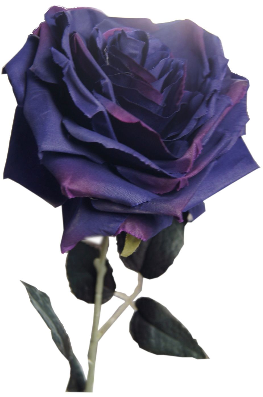 Róża ciemny fiolet wys. 47 cm