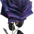 Róża ciemny fiolet wys. 47 cm