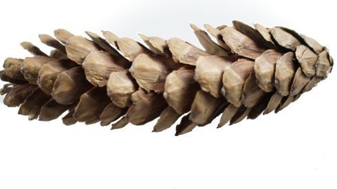 Szyszka dekoracyjna-duża