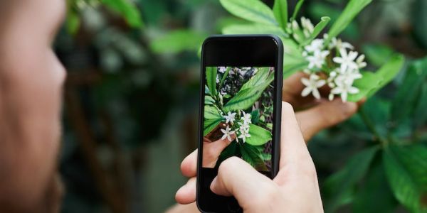 10 roślin odstraszających komary