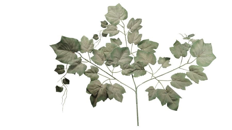 Ciemne liście winogrona - omszałe op.12 sz