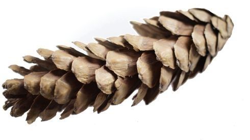 Szyszka dekoracyjna-duża