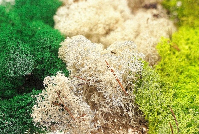 Mech chrobotek 0,5 kg - ciemna zieleń