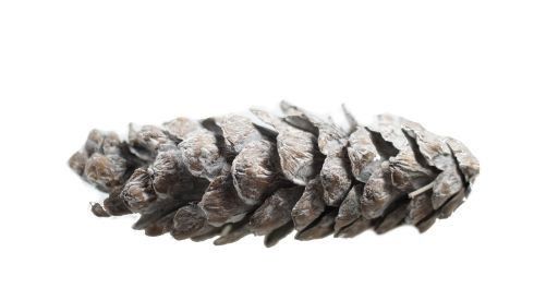 Szyszka dekoracyjna-biała