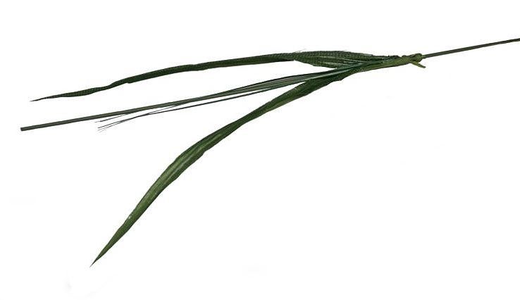 Irys - łodyga /op.12szt