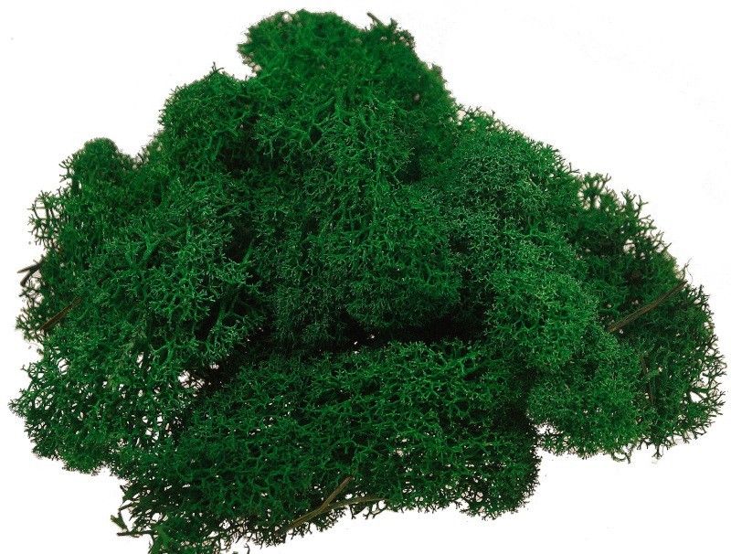 Mech chrobotek 0,5 kg - ciemna zieleń