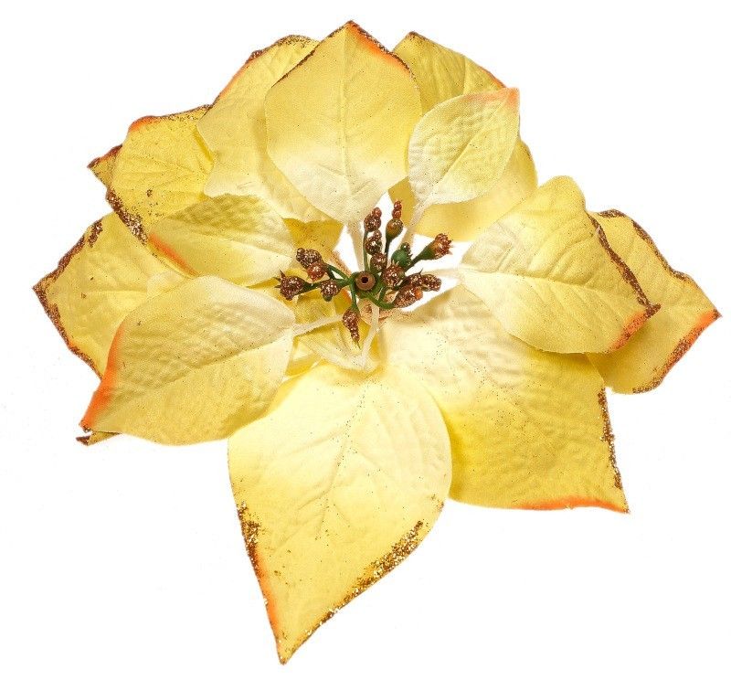 Gwiazda betlejemska - seledynowa op./ 24 szt.