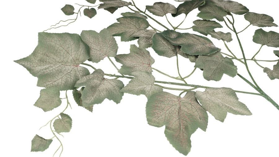 Ciemne liście winogrona - omszałe op.12 sz